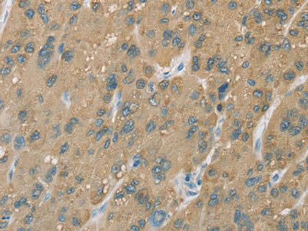 CYP2C9 Polyclonal Antibody Store at -20°C - MSE Supplies LLC