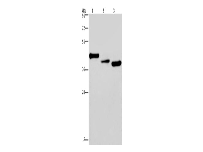 CYR61 Polyclonal Antibody Store at -20°C - MSE Supplies LLC