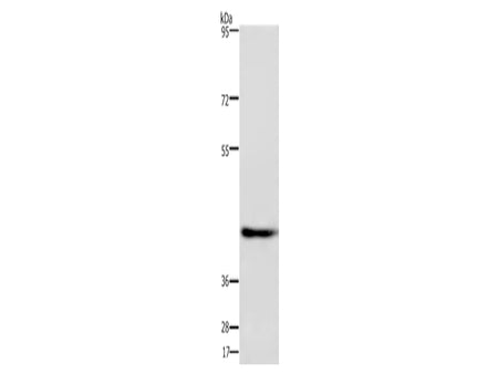 DRG1 Polyclonal Antibody Store at -20°C - MSE Supplies LLC