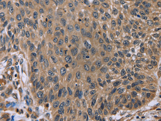 EDA Polyclonal Antibody Store at -20°C - MSE Supplies LLC
