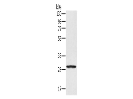 EDA2R Polyclonal Antibody Store at -20°C - MSE Supplies LLC
