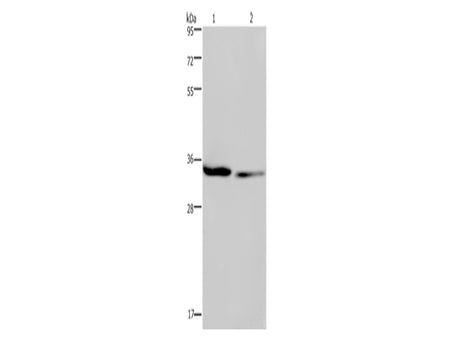 EMD Polyclonal Antibody Store at -20°C - MSE Supplies LLC
