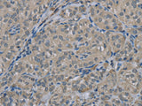 EDN1 Polyclonal Antibody Store at -20°C - MSE Supplies LLC