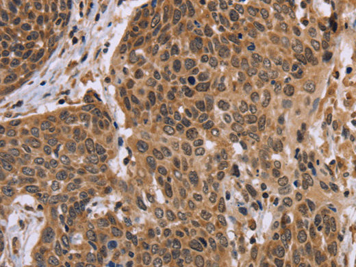 EDN2 Polyclonal Antibody Store at -20°C - MSE Supplies LLC