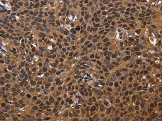 EXTL3 Polyclonal Antibody Store at -20°C - MSE Supplies LLC