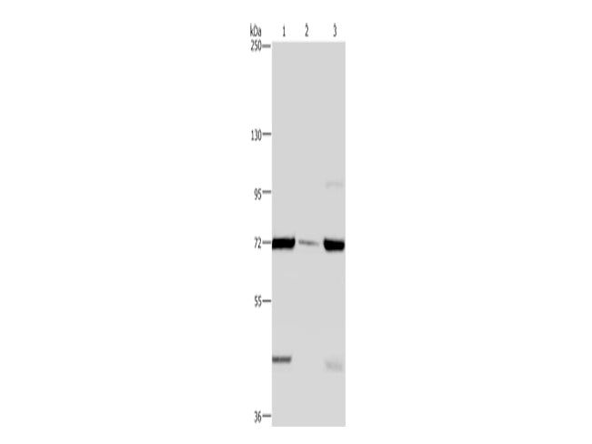 FAAH Polyclonal Antibody Store at -20°C - MSE Supplies LLC
