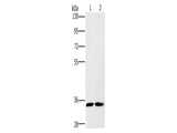 FAIM2 Polyclonal Antibody Store at -20°C - MSE Supplies LLC