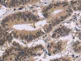 FAM107A Polyclonal Antibody Store at -20°C - MSE Supplies LLC