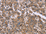 FAM3B Polyclonal Antibody Store at -20°C - MSE Supplies LLC