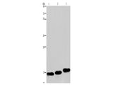 MYL12B Polyclonal Antibody Store at -20°C - MSE Supplies LLC