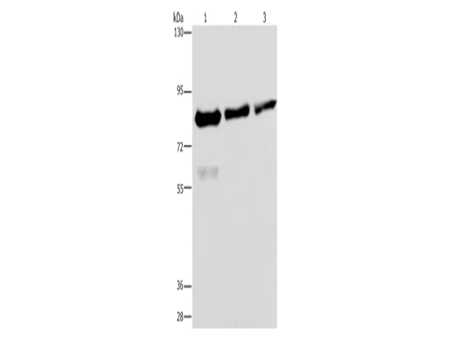 FASTKD2 Polyclonal Antibody Store at -20°C - MSE Supplies LLC