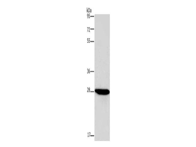 FGF17 Polyclonal Antibody Store at -20°C - MSE Supplies LLC
