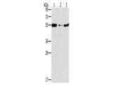 FGFR1OP Polyclonal Antibody Store at -20°C - MSE Supplies LLC