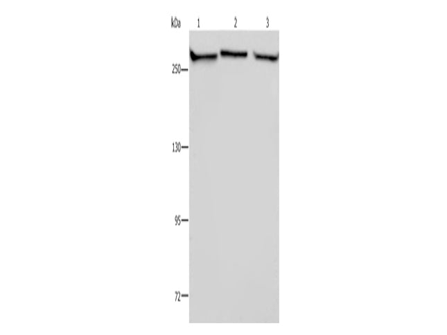 FLNA Polyclonal Antibody Store at -20°C - MSE Supplies LLC