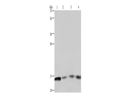 FIS1 Polyclonal Antibody Store at -20°C - MSE Supplies LLC
