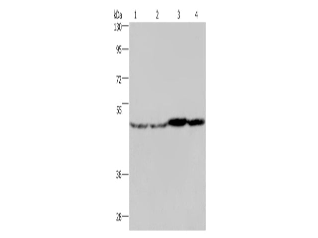FH Polyclonal Antibody Store at -20°C - MSE Supplies LLC