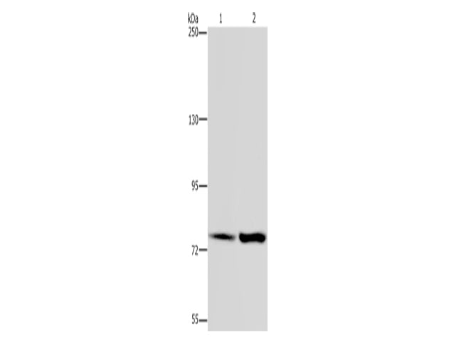 GAB2 Polyclonal Antibody Store at -20°C - MSE Supplies LLC
