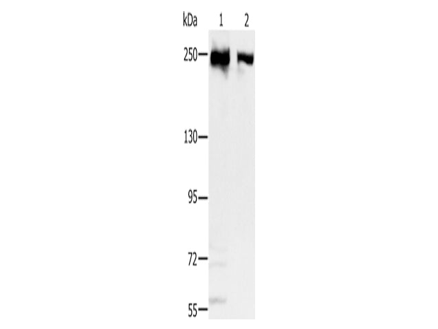 MCM3AP Polyclonal Antibody Store at -20°C - MSE Supplies LLC