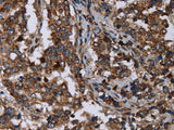 DNAJC15 Polyclonal Antibody Store at -20°C - MSE Supplies LLC