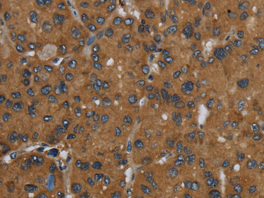 ID2 Polyclonal Antibody Store at -20°C - MSE Supplies LLC