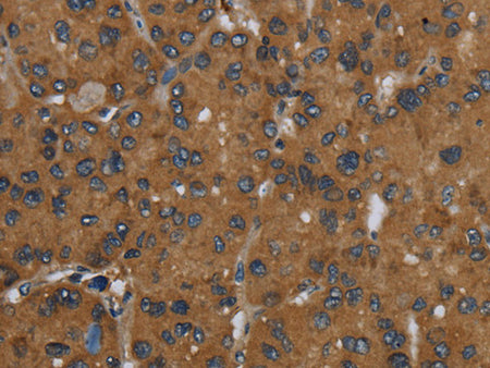 ID2 Polyclonal Antibody Store at -20°C - MSE Supplies LLC