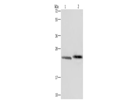 GLO1 Polyclonal Antibody Store at -20°C - MSE Supplies LLC