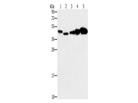 PPAT Polyclonal Antibody Store at -20°C - MSE Supplies LLC