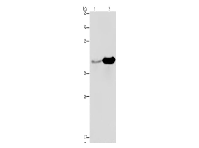 GLUL Polyclonal Antibody Store at -20°C - MSE Supplies LLC