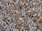 CD42b Polyclonal Antibody Store at -20°C - MSE Supplies LLC
