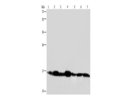 NDUFA13 Polyclonal Antibody Store at -20°C - MSE Supplies LLC