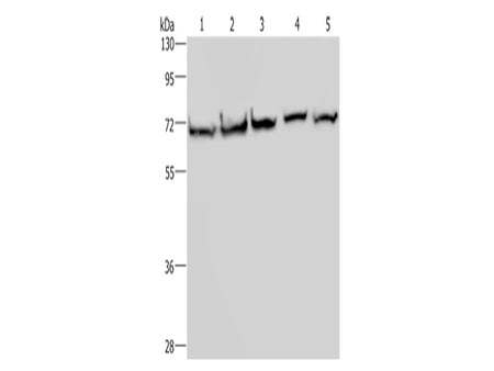 HSPA9 Polyclonal Antibody Store at -20°C - MSE Supplies LLC