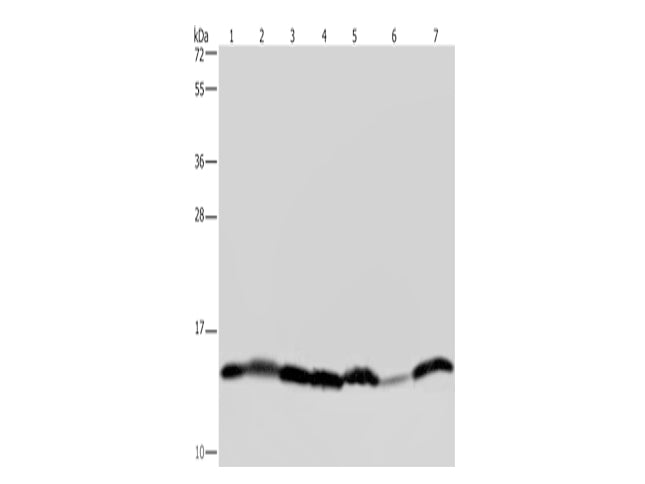 HIST1H2AH Polyclonal Antibody Store at -20°C - MSE Supplies LLC