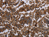 HOMER2 Polyclonal Antibody Store at -20°C - MSE Supplies LLC