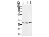 HSD17B8 Polyclonal Antibody Store at -20°C - MSE Supplies LLC