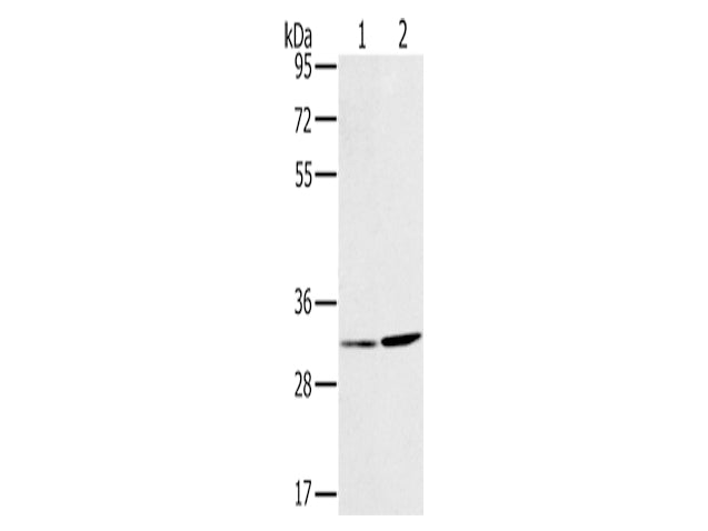 HSD17B12 Polyclonal Antibody Store at -20°C - MSE Supplies LLC