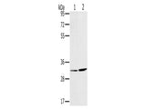 HSD17B12 Polyclonal Antibody Store at -20°C - MSE Supplies LLC