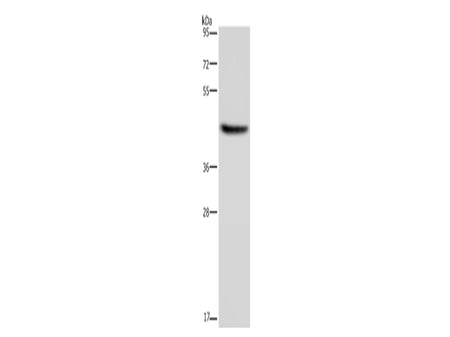 HSD3B1 Polyclonal Antibody Store at -20°C - MSE Supplies LLC