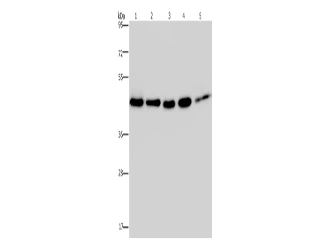 HSP40-4 Polyclonal Antibody Store at -20°C - MSE Supplies LLC