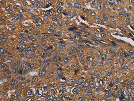 HYAL2 Polyclonal Antibody Store at -20°C - MSE Supplies LLC