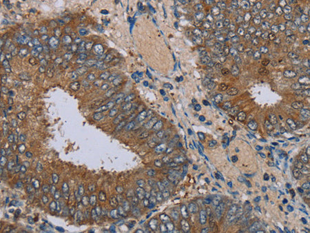 IFRD1 Polyclonal Antibody Store at -20°C - MSE Supplies LLC