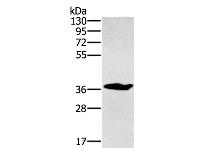NOV Polyclonal Antibody Store at -20°C - MSE Supplies LLC