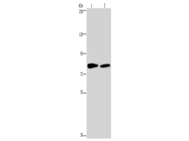 TXLNA Polyclonal Antibody Store at -20°C - MSE Supplies LLC