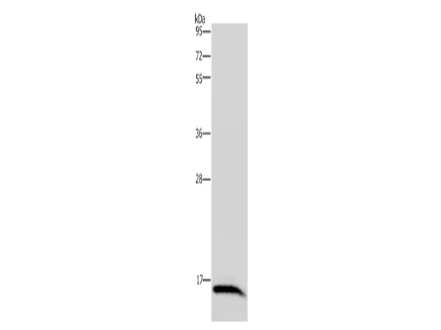 IRGM Polyclonal Antibody Store at -20°C - MSE Supplies LLC