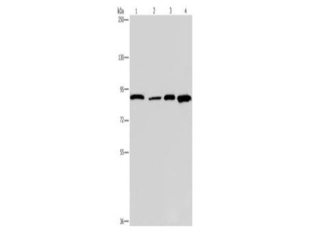 Catenin Gamma Polyclonal Antibody Store at -20°C - MSE Supplies LLC