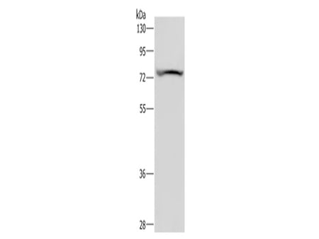 KCNQ1 Polyclonal Antibody Store at -20°C - MSE Supplies LLC