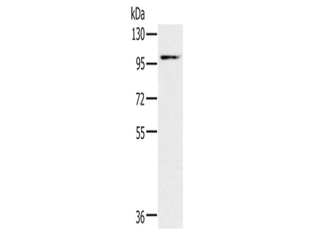 KCNQ5 Polyclonal Antibody Store at -20°C - MSE Supplies LLC