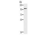 KCNQ5 Polyclonal Antibody Store at -20°C - MSE Supplies LLC