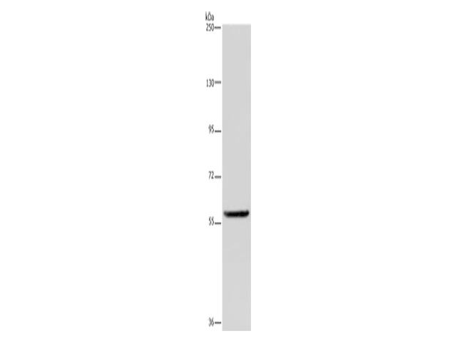 LBR Polyclonal Antibody Store at -20°C - MSE Supplies LLC