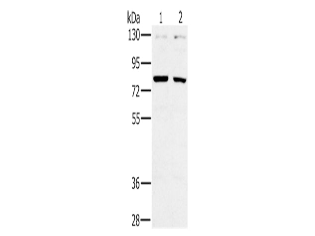 CD44 Polyclonal Antibody Store at -20°C - MSE Supplies LLC