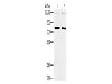 CD44 Polyclonal Antibody Store at -20°C - MSE Supplies LLC